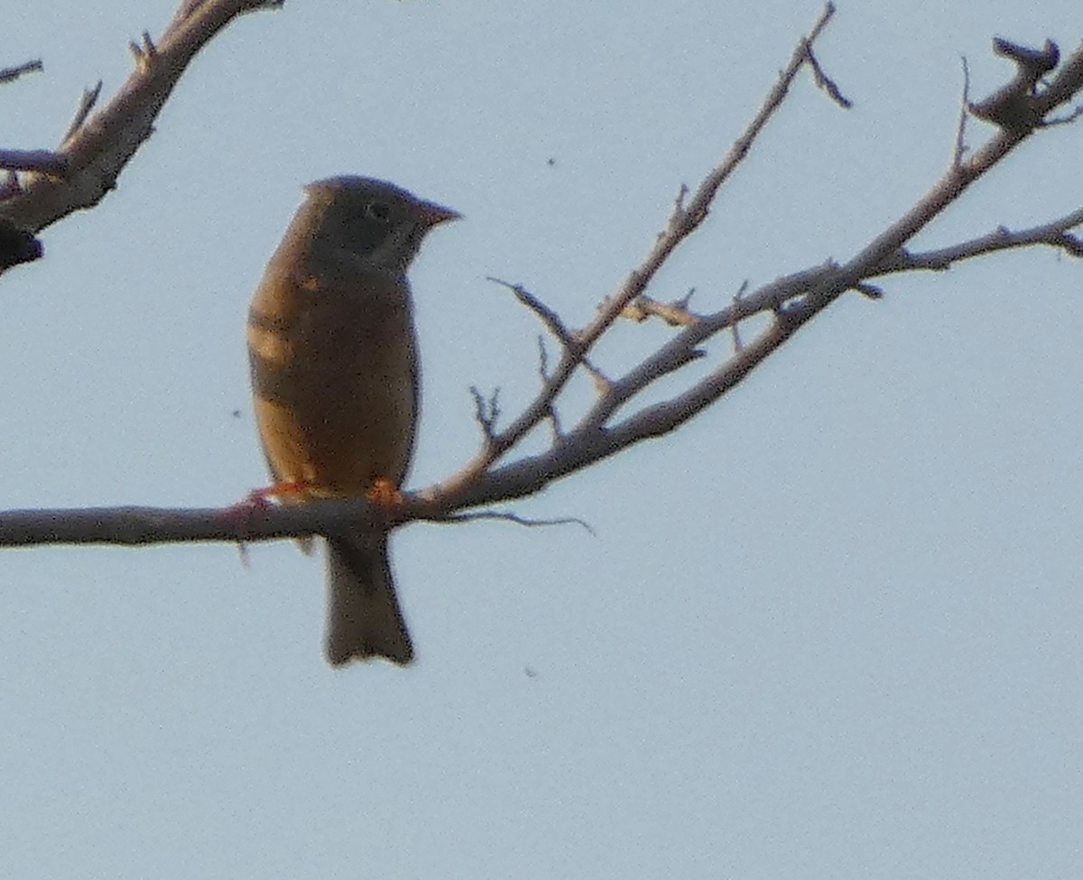 Gray-necked Bunting - ML541060041