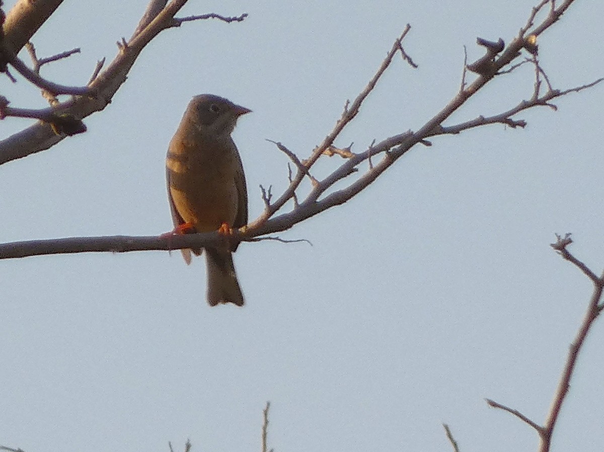 Gray-necked Bunting - Santharam V