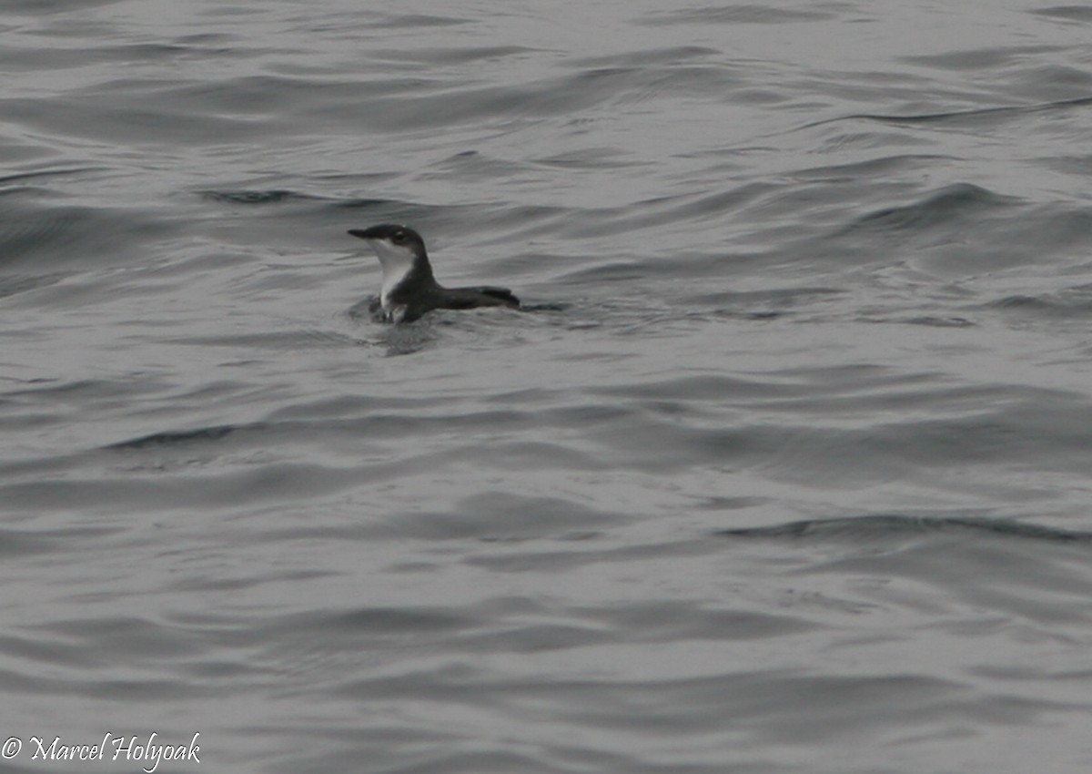 Scripps's Murrelet - Marcel Holyoak