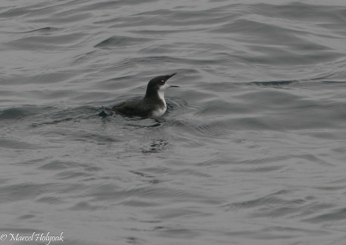 Scripps's Murrelet - ML541060921