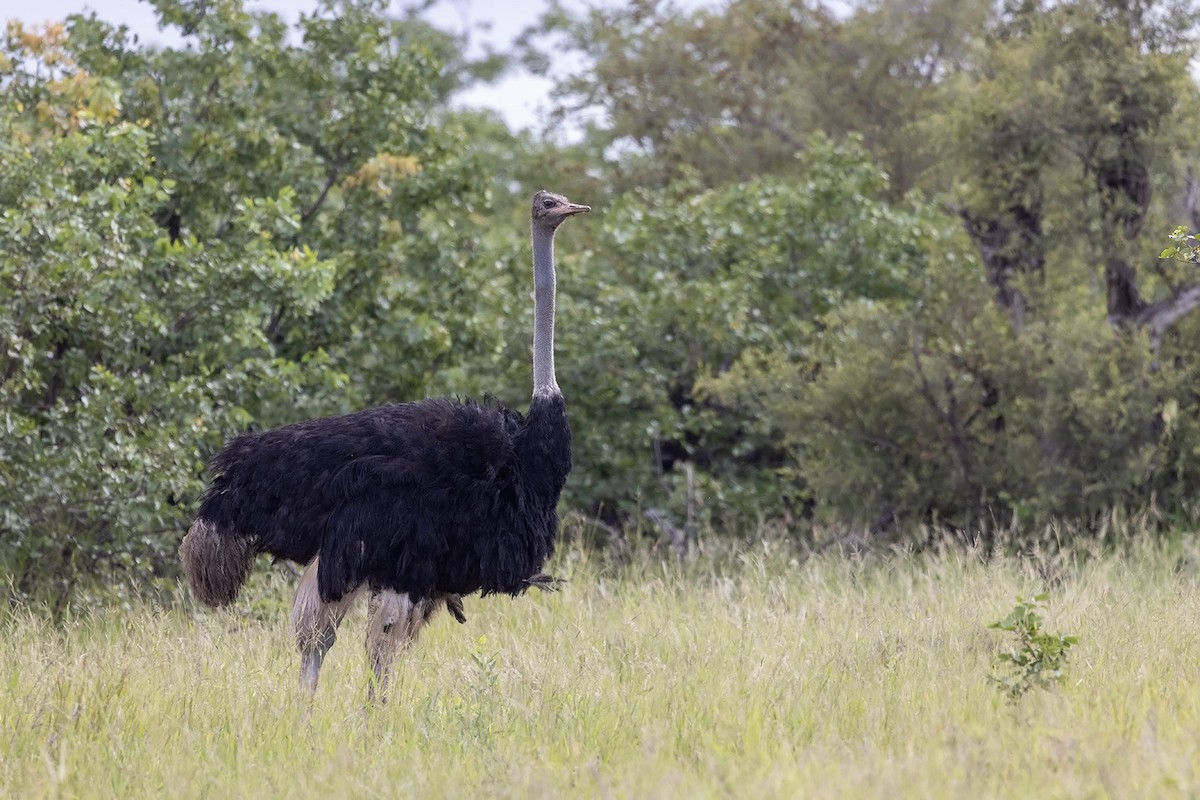 Common Ostrich - Niall D Perrins