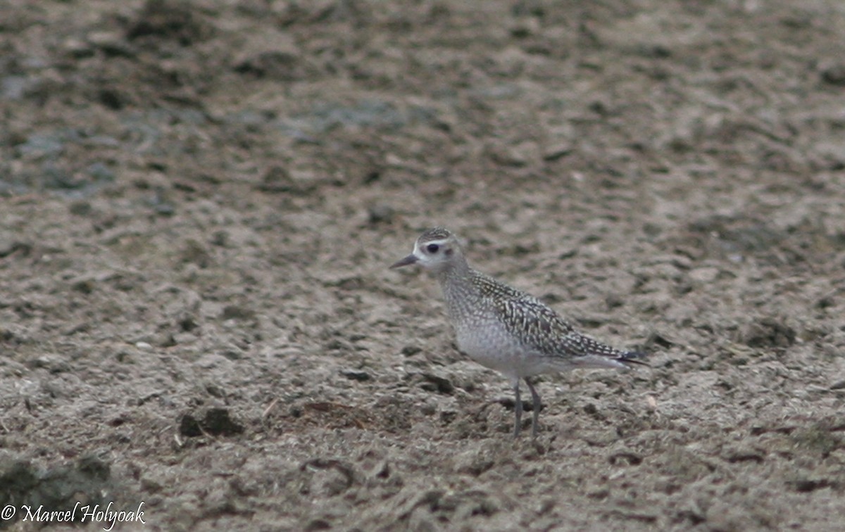 Pacific Golden-Plover - ML541062161