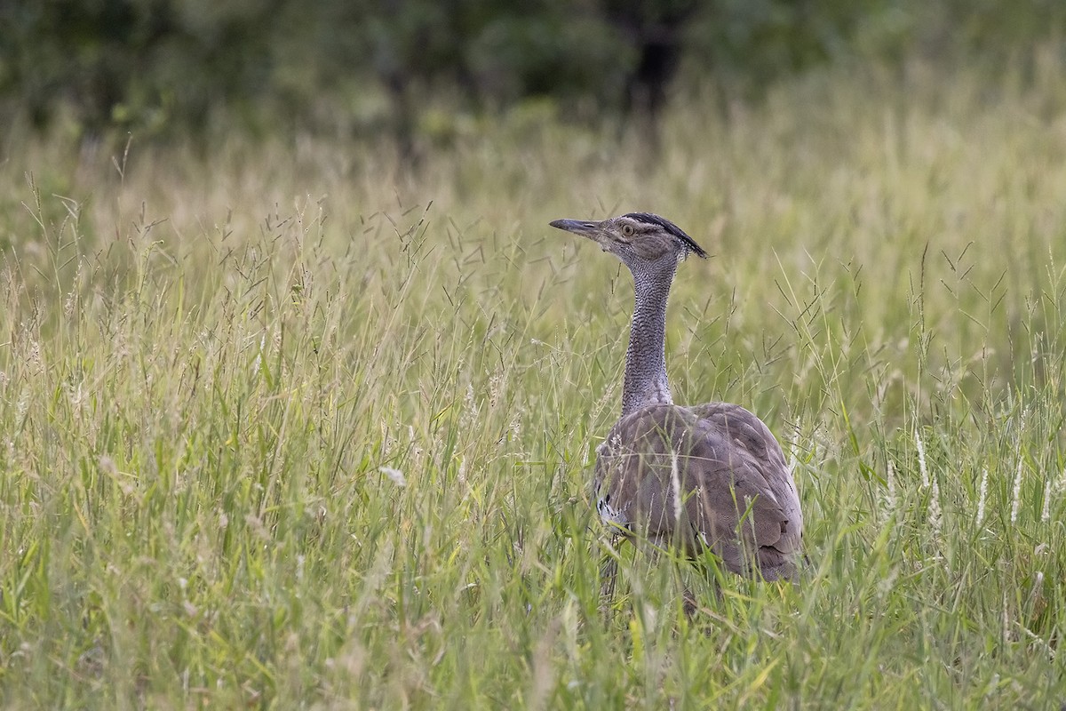 Kori Bustard - Niall D Perrins