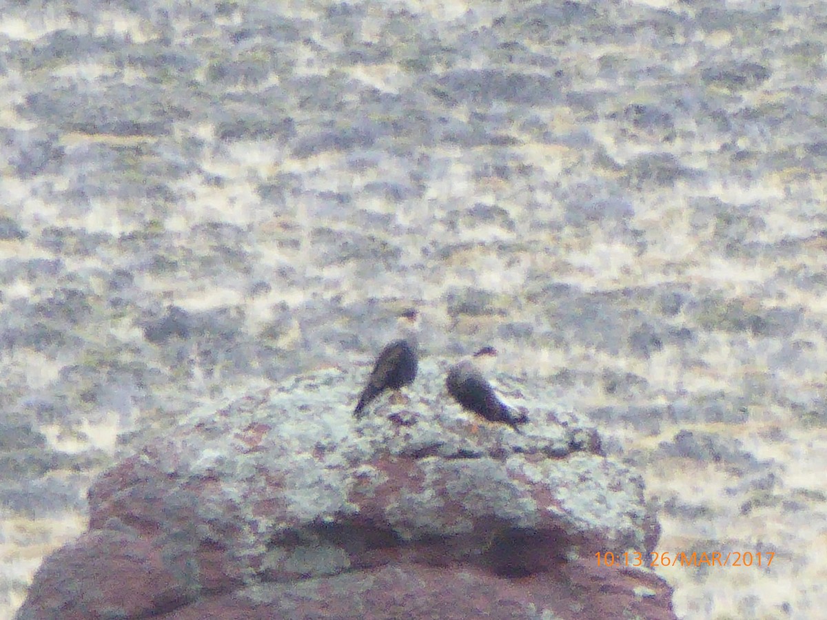 Crested Caracara (Southern) - ML54106381