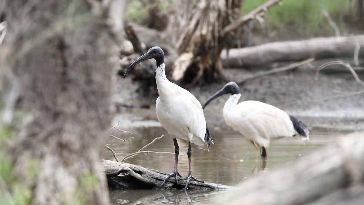 ibis australský - ML541064011