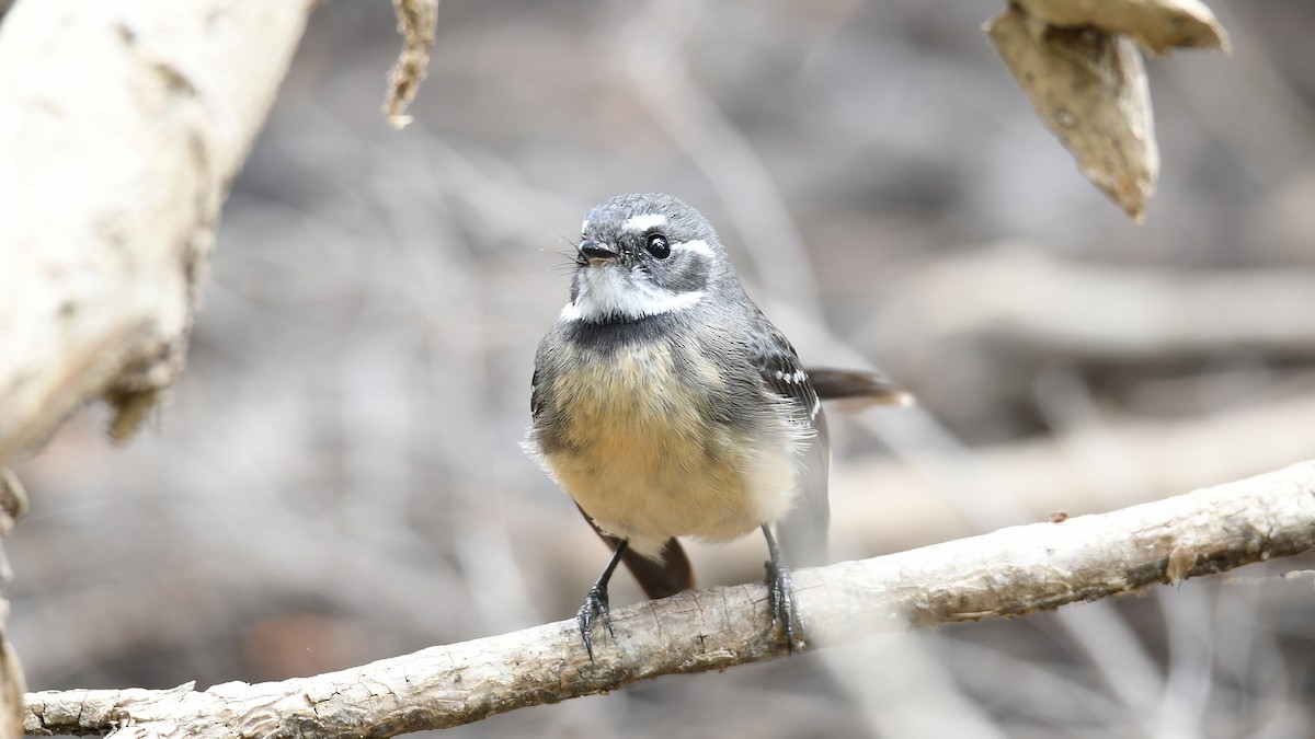 Gray Fantail - ML541064151