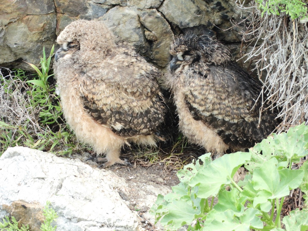 Spotted Eagle-Owl - ML541064461