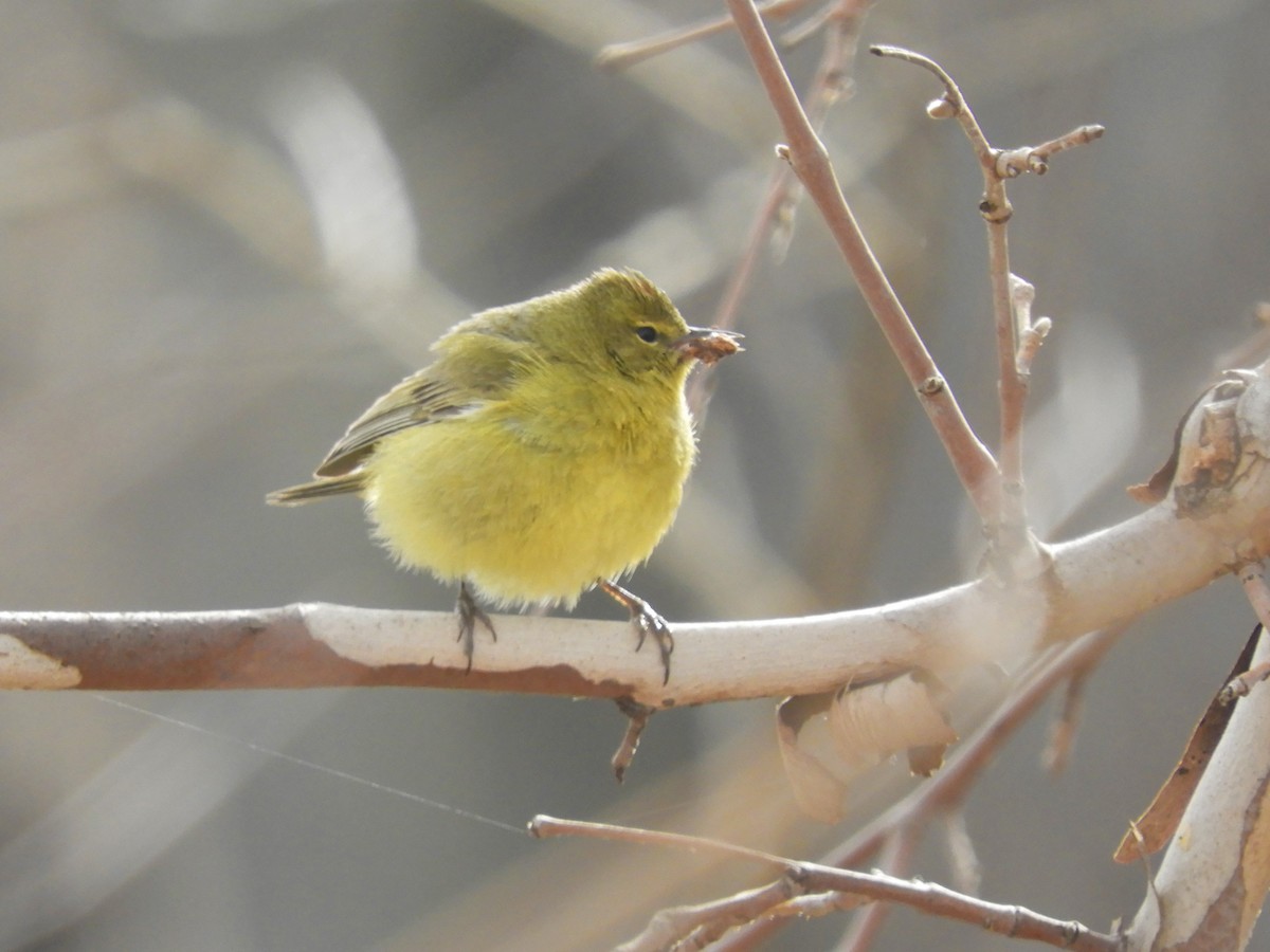 Orange-crowned Warbler - ML541064521