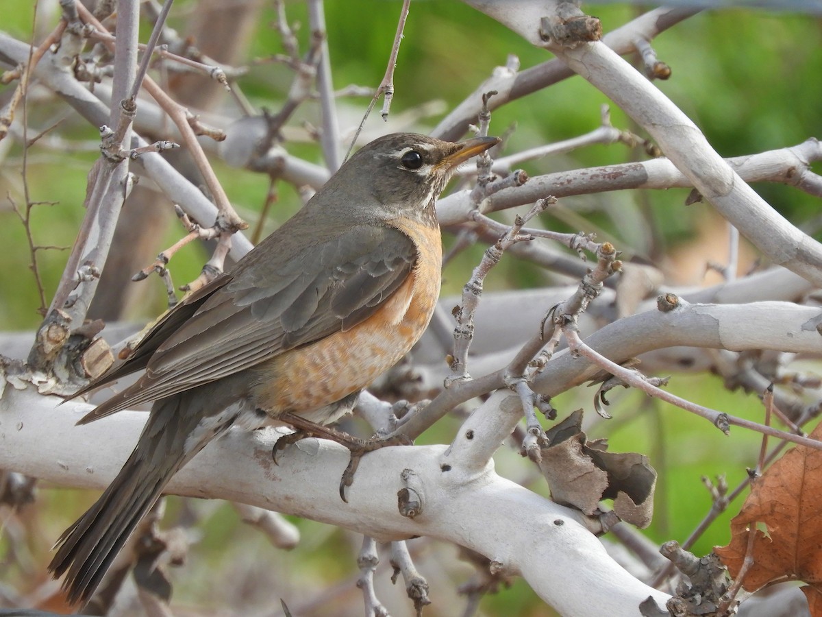 American Robin - Cliff Cordy