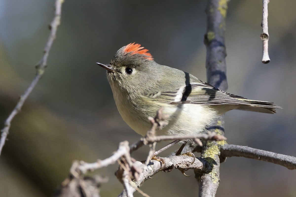 Ruby-crowned Kinglet - Alice Church