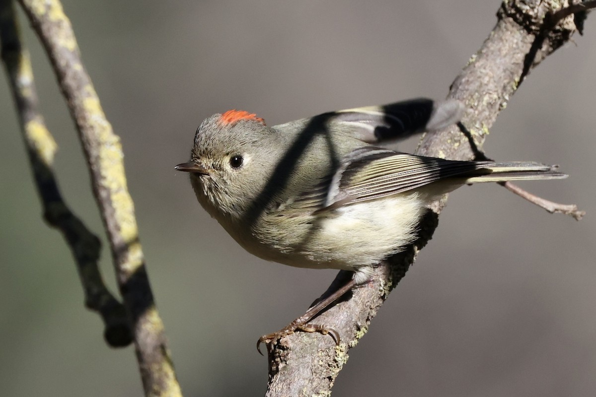 Ruby-crowned Kinglet - Alice Church