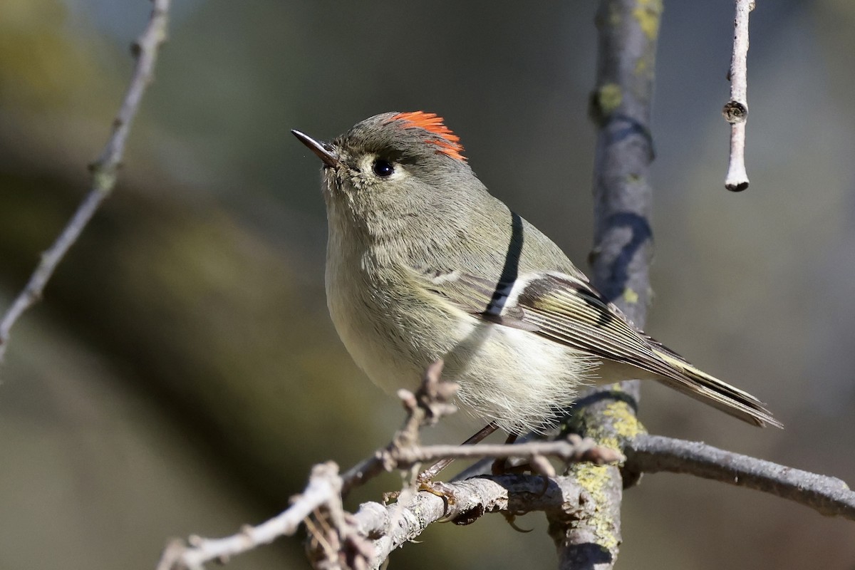 Ruby-crowned Kinglet - Alice Church