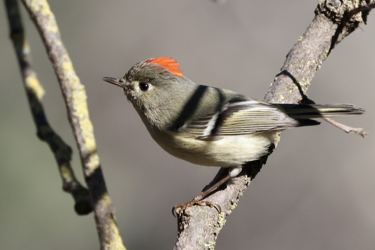 Roitelet à couronne rubis - ML541064901