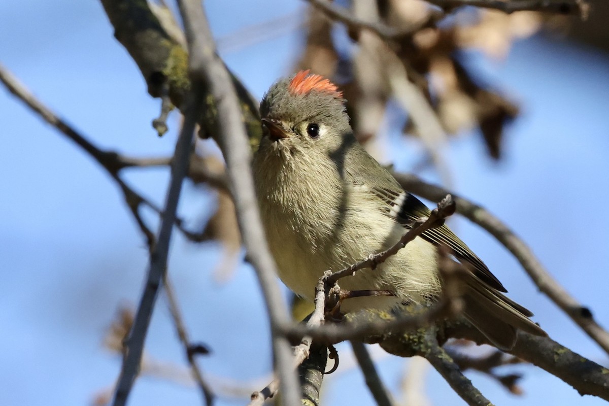 Ruby-crowned Kinglet - Alice Church