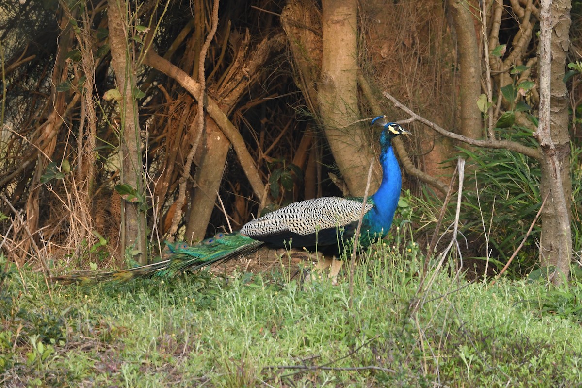 Indian Peafowl - joseph leong