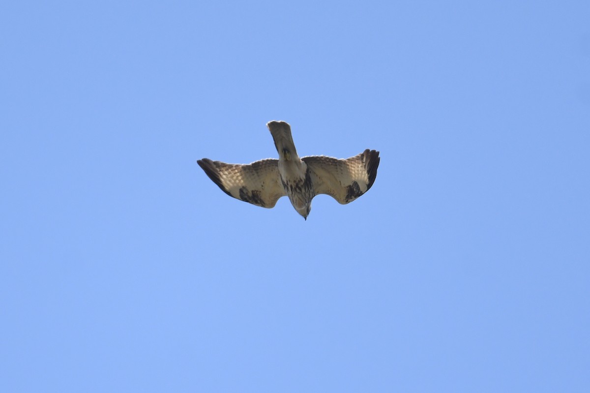 Eastern Buzzard - ML541067101