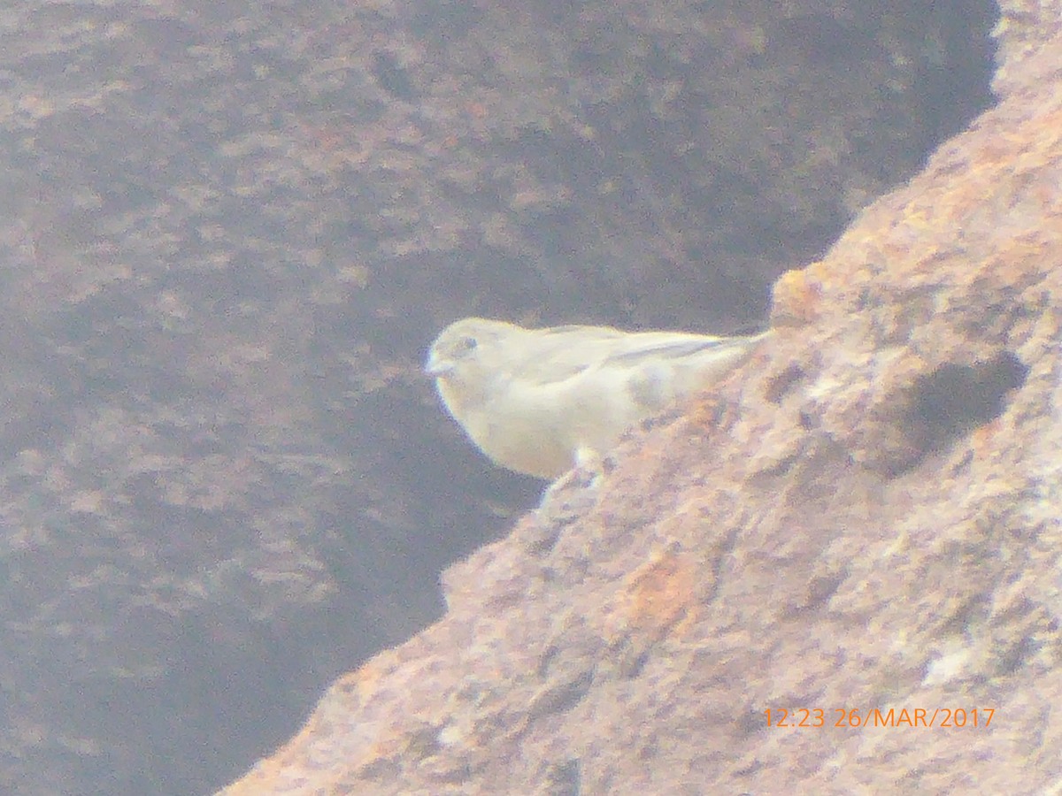 yellow-finch sp. - ML54106711