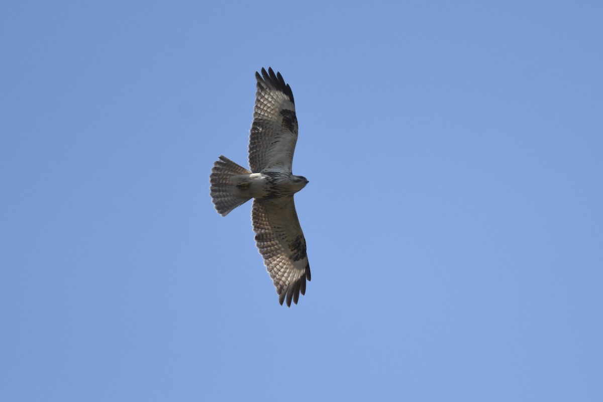 Eastern Buzzard - ML541067111