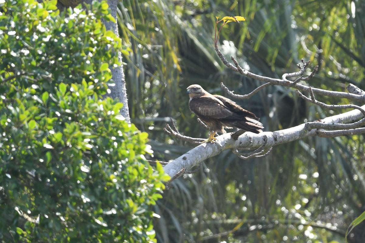 Eastern Buzzard - ML541067191