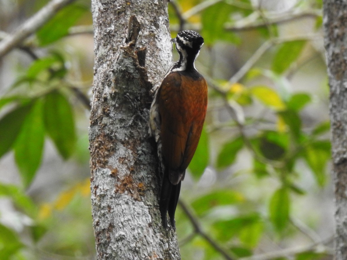 Common Flameback - Abhinav Nair