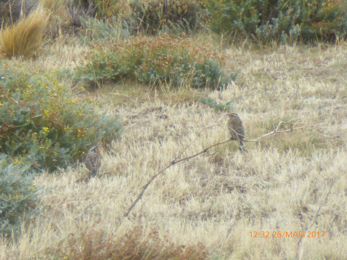 Long-tailed Meadowlark - ML54106831