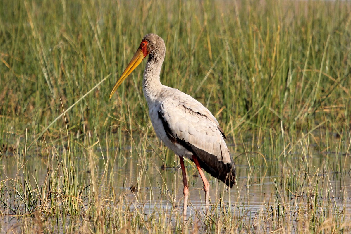 Yellow-billed Stork - Ray Turnbull