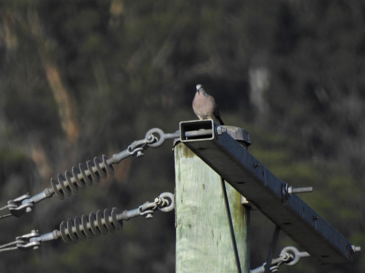 Crested Pigeon - ML541068881