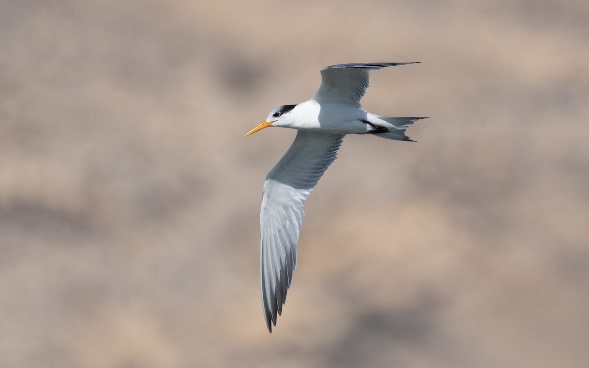 Lesser Crested Tern - ML541069891