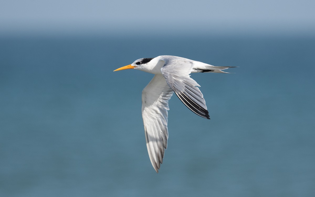 Lesser Crested Tern - ML541069971