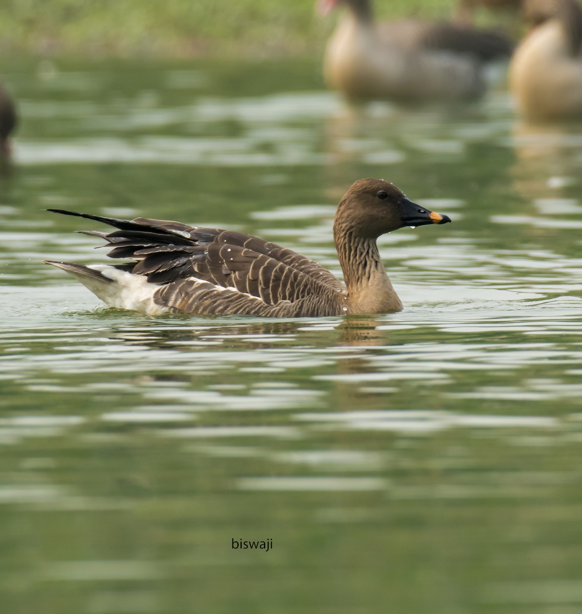 Tundra Bean-Goose - ML541070081