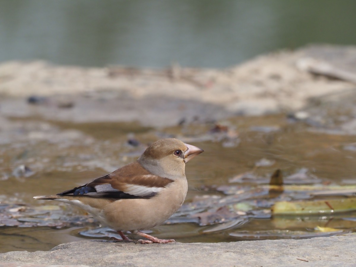 Hawfinch - Smalltown Huang