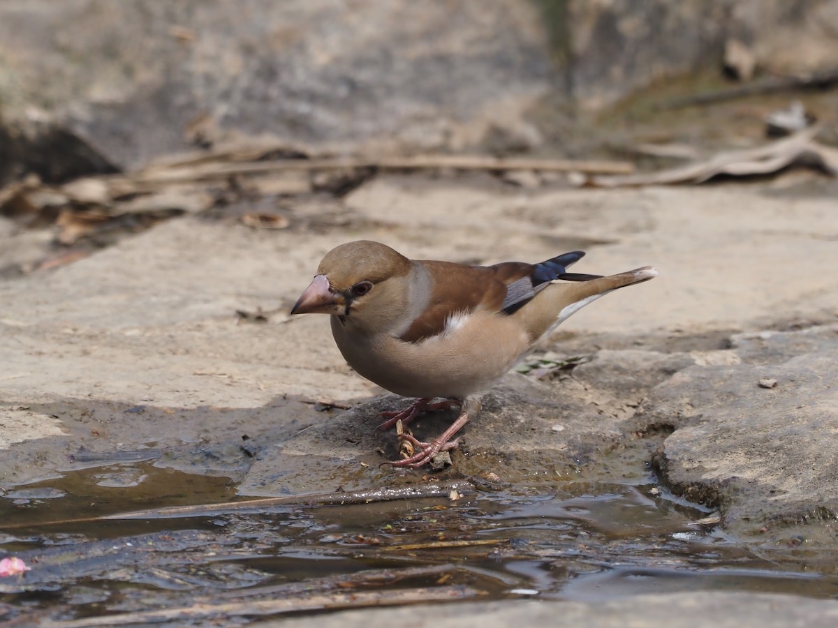 Hawfinch - Smalltown Huang