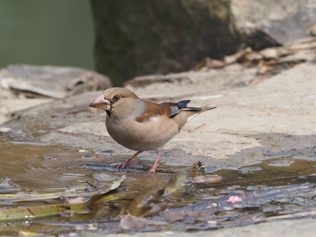 Hawfinch - Smalltown Huang