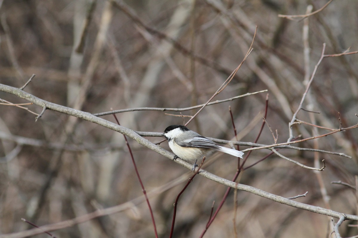 Black-capped Chickadee - Pierre Bergeron