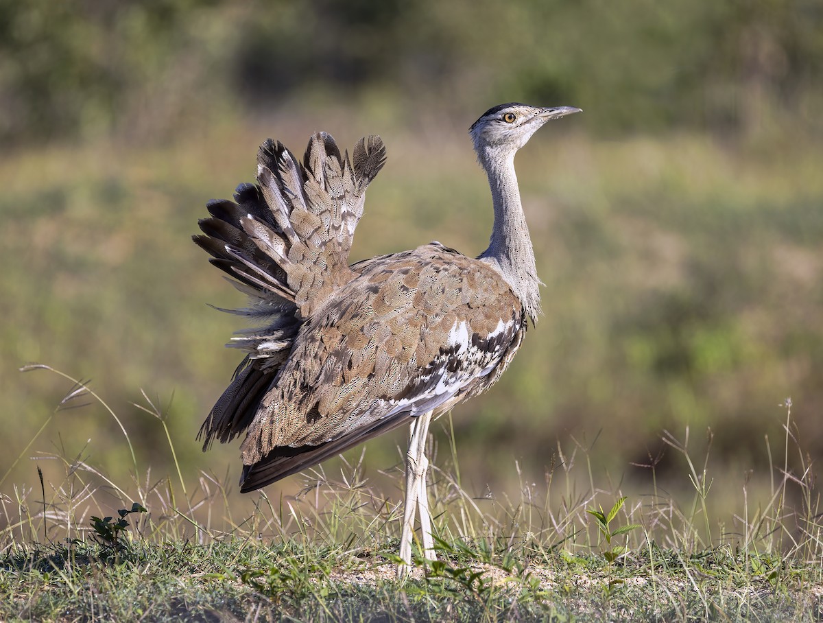 Australian Bustard - ML541071921