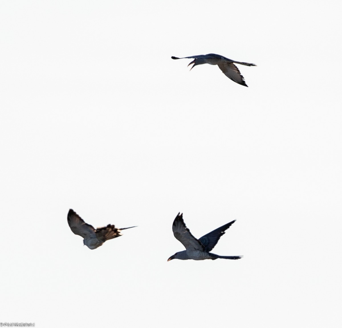 Channel-billed Cuckoo - ML541072541