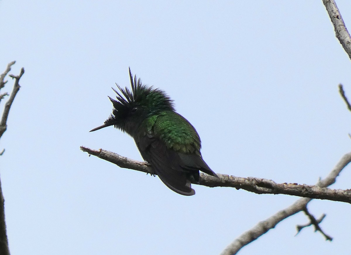 Colibrí Crestado - ML541073541