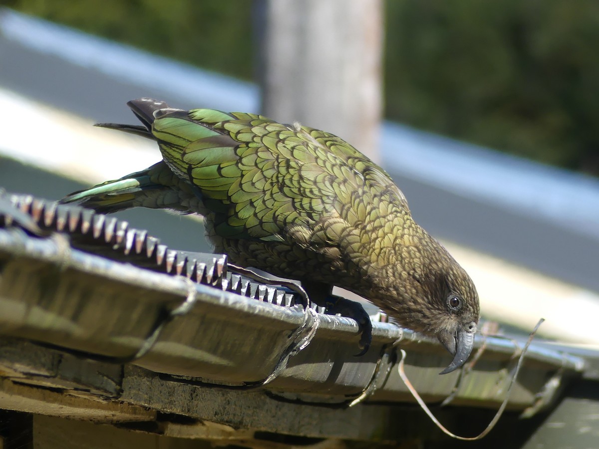 Кеа - ML541075791