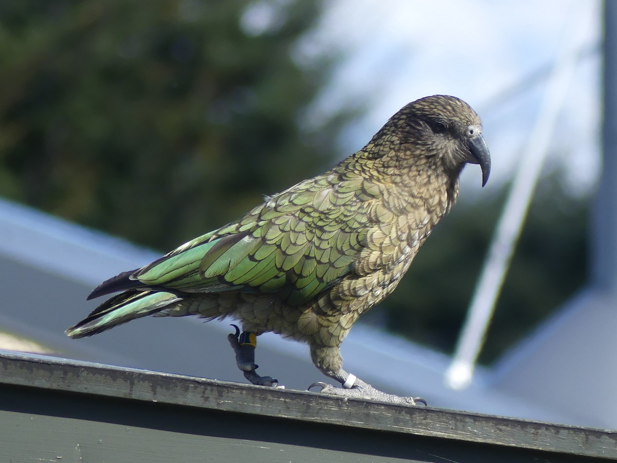 Кеа - ML541075801