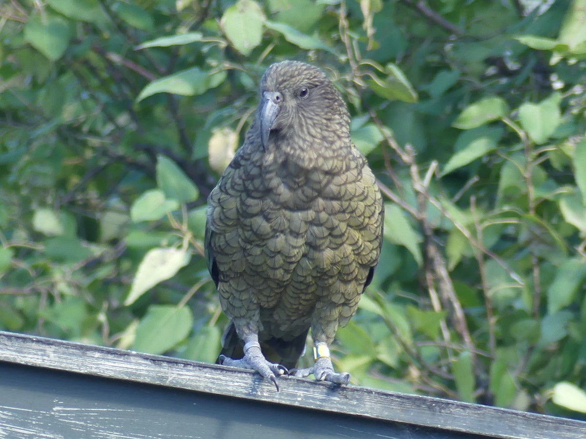 Kea - ML541075811