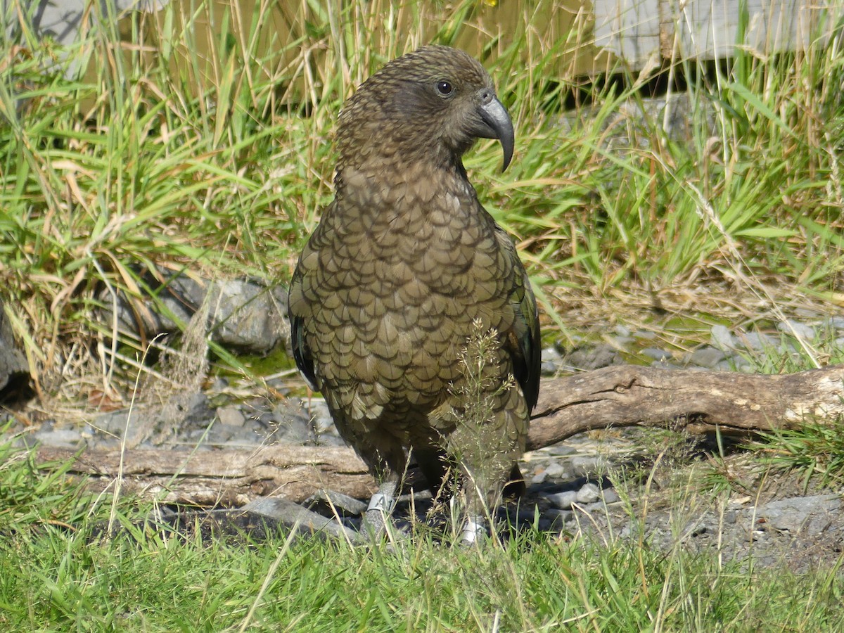 Кеа - ML541075821