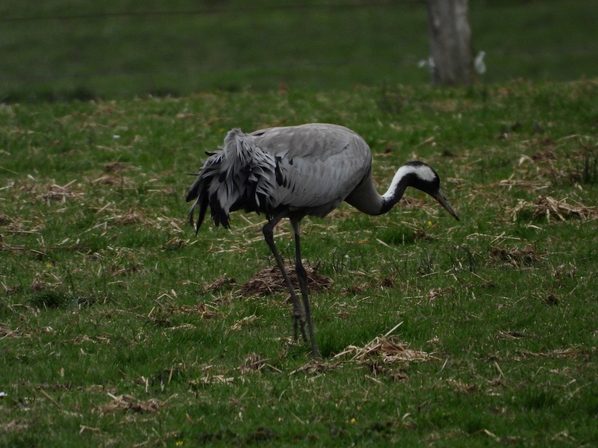 Common Crane - ML541076001