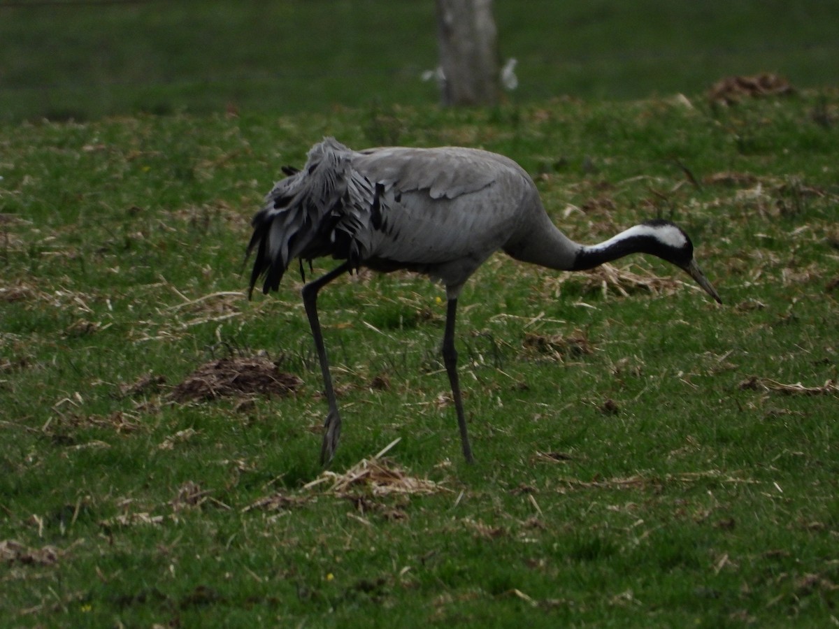 Common Crane - ML541076011