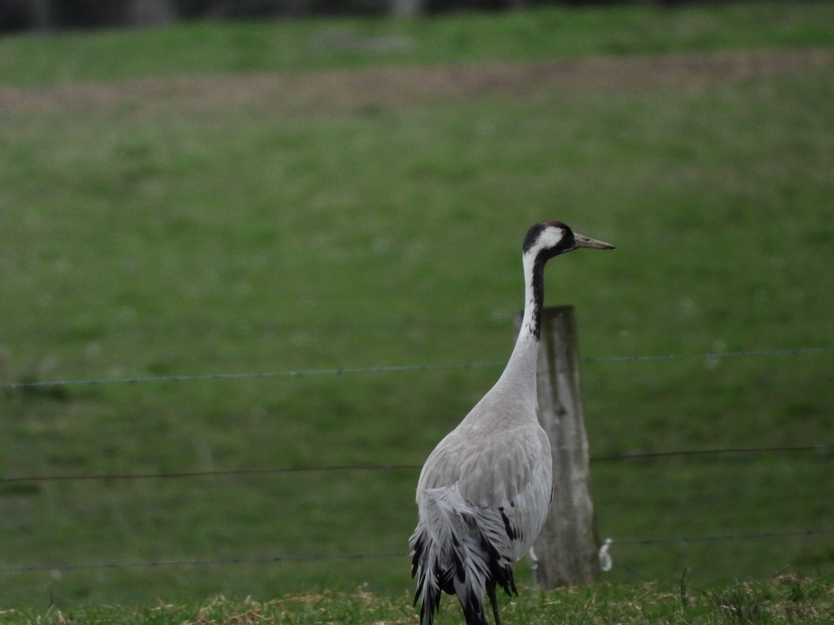 Common Crane - ML541076051