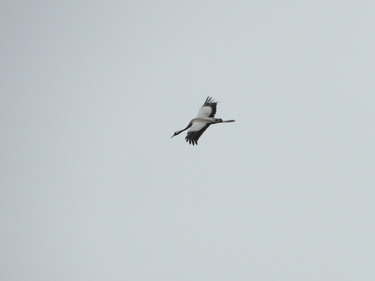 Common Crane - ML541076111