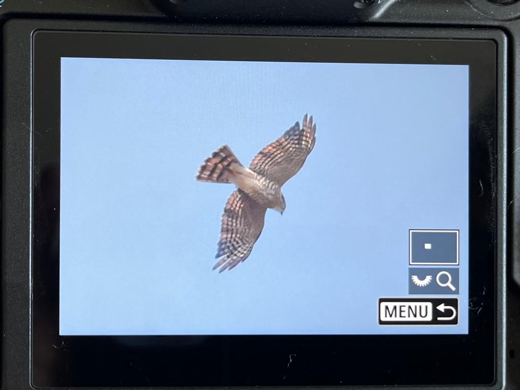 finkehauk - ML541076411