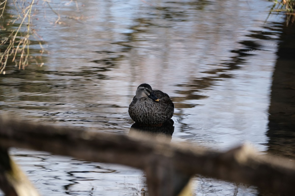 Eastern Spot-billed Duck - ML541076641