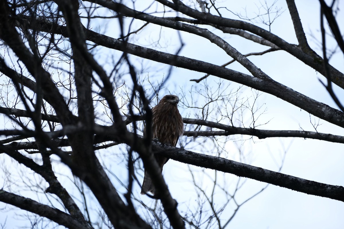 Black Kite - ML541076651