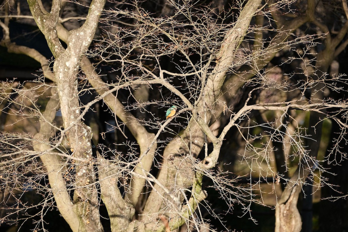 Common Kingfisher - ML541076661