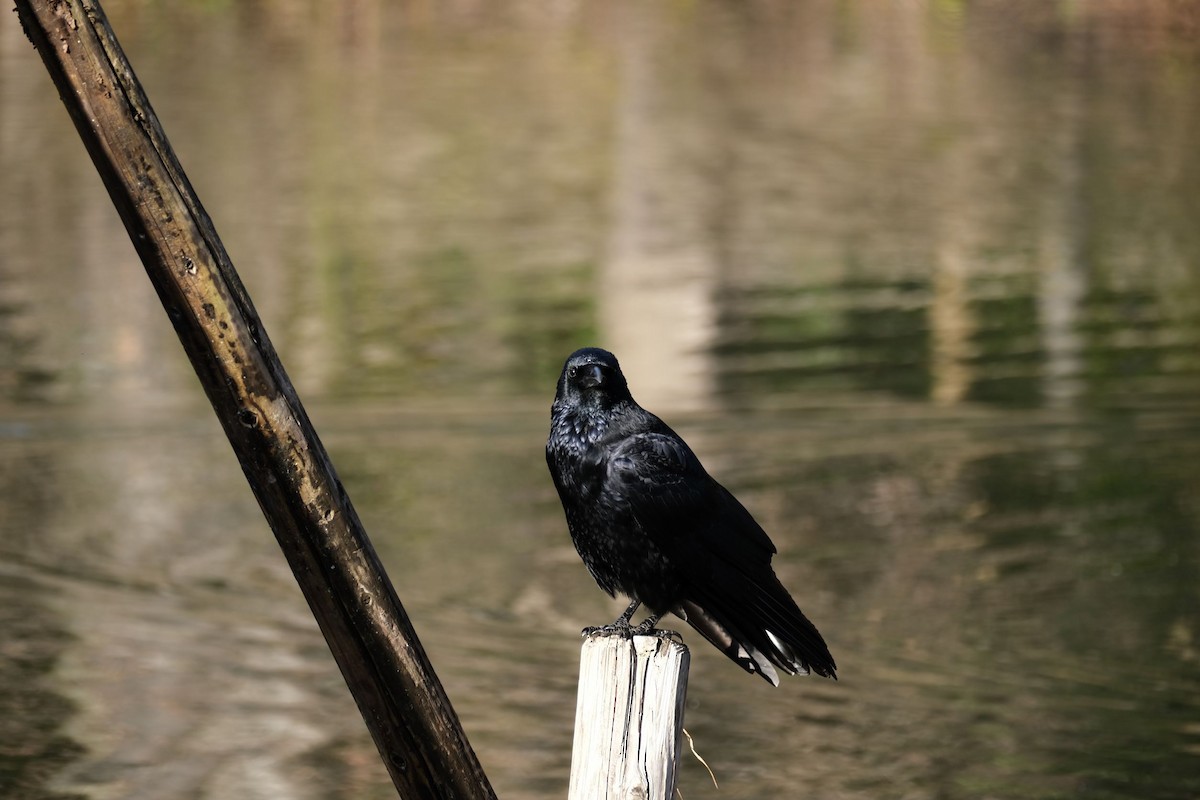 Carrion Crow - ML541076671